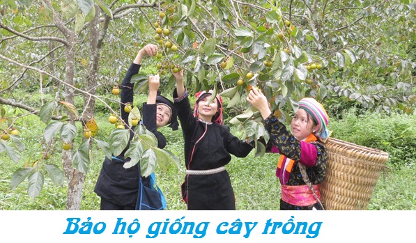 Đăng ký bảo hộ giống cây trồng